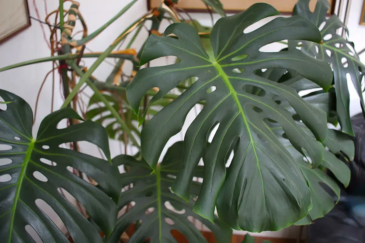 RJGarden's tweet photo. Not all houseplants need mollycoddling through the winter. Houseplant fan Debi Holland shares a few that thrive in cooler temperatures and lower light: https://t.co/UuE8VGfiwT https://t.co/IAufcMoUKL