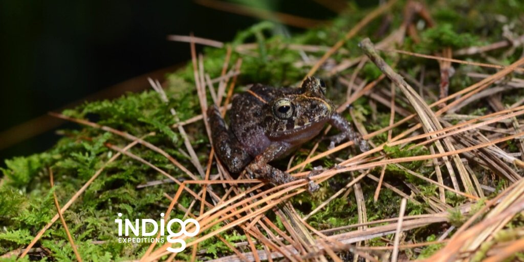 exploreindigo's tweet photo. Hop onto our list! Nature conservation is at the heart of everything we do. Subscribe to keep up to date with the latest news from the field. Indigo News - just once a month in your inbox!

Indigo News! https://t.co/sqy90H913c https://t.co/7rDyUofMw3