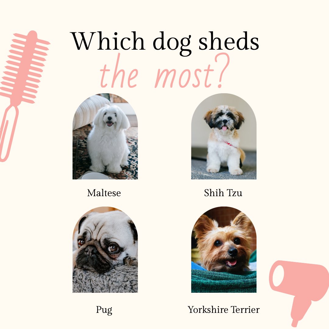 Soothing_Dog_S's tweet photo. Time for some pet trivia! Do you know the answer to this one? Comment below 👇️

#dogsoffacebook #dogslife #dogdays #kittenlife #spotifymusic #applemusic #fall2022 #malteselife #shihtzupuppy #yorkielife #pugslife #pettrivia https://t.co/vghSsll7wy