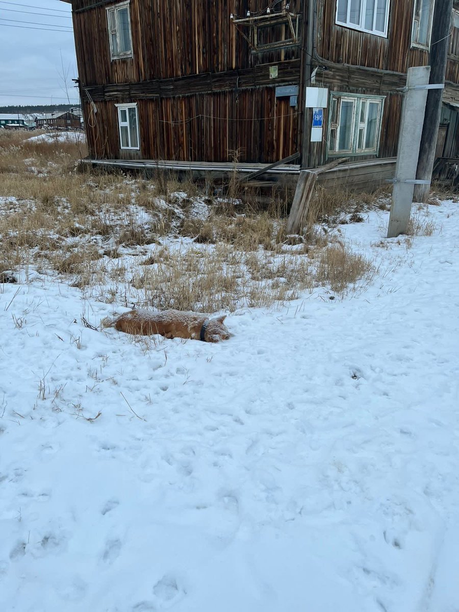 Lerajeya's tweet image. Может кто-то потерял акитенка район кирзавод 😞🌈
Чёрный ошейник