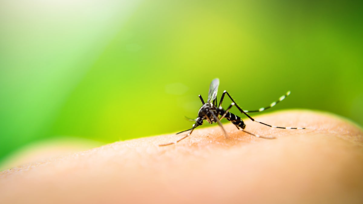 ChannelNewsAsia's tweet photo. Are you a mosquito magnet? It could be the smell of your skin https://t.co/RHe1K8aCTg https://t.co/jmuOJW4Y06