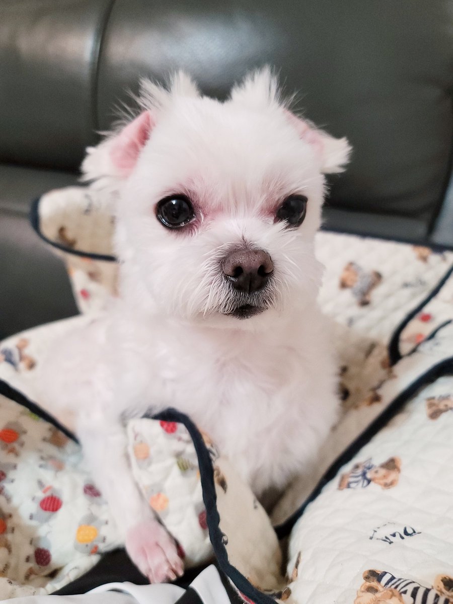 내 인생 제일 암울기에도 처음 글을 쓰기 시작했을때도, 내 모든 20대를 함께해준 우리 삐야.
부디 삐야가 나의 30대도 함께할수 있기를.