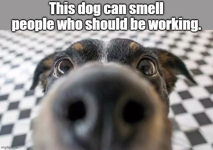 myunclesmemes's tweet photo. You are being sniffed. https://t.co/JbEcwUIHGl