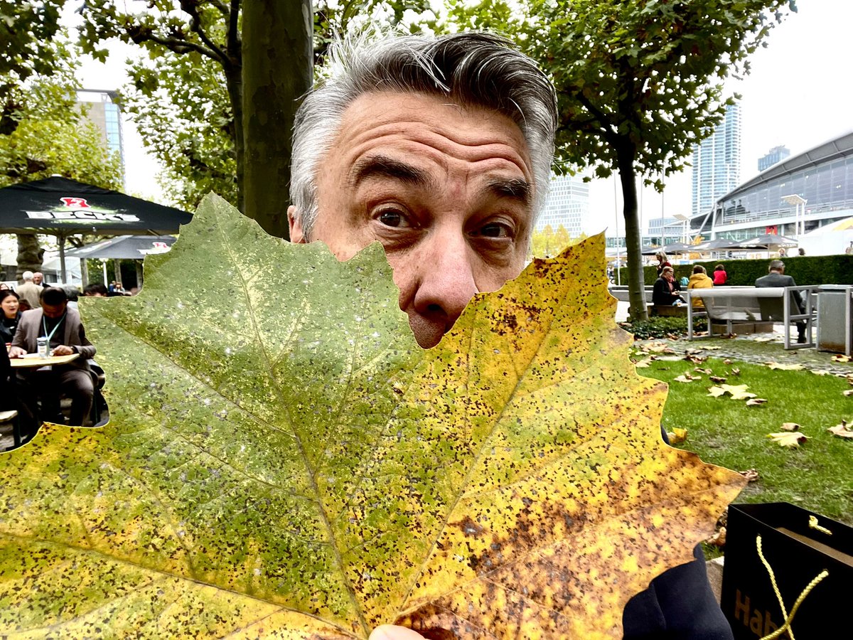 Sitting under a tree for a short break and the most ENORMOUS leaf fell on me! I hope that’s lucky. 🍀 Or at least lucky it wasn’t the whole tree. 😬 #FrankfurterBuchmesse #FrankfurtBookFair #FrankfurtBookFair2022
