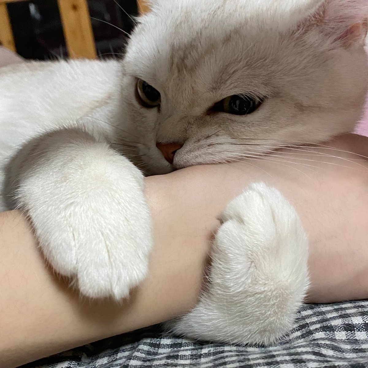 没礼貌的小猫咪一枚鸭 https://t.co/vdA5HsQUpH