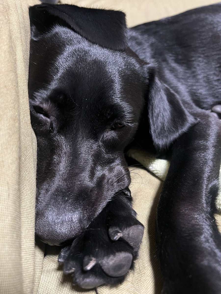 今日もドッグランでたくさん走りました💨
眠すぎてソファにめりこむ犬です。
耳の位置がおかしい🤔

#ラブラドールレトリバー　#黒ラブのいる暮らし