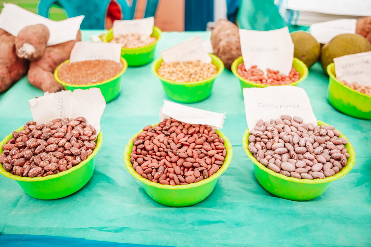 FAOTanzania's tweet photo. Once neglected &amp; underutilized, African indigenous foods are making their way back into healthy diets.

Under the @EUinTZ-funded #AGRICONNECT project, @FAO is promoting traditional meals for improved food &amp; nutrition security &amp; economic empowerment of rural communities. https://t.co/EzsJpUJzJh