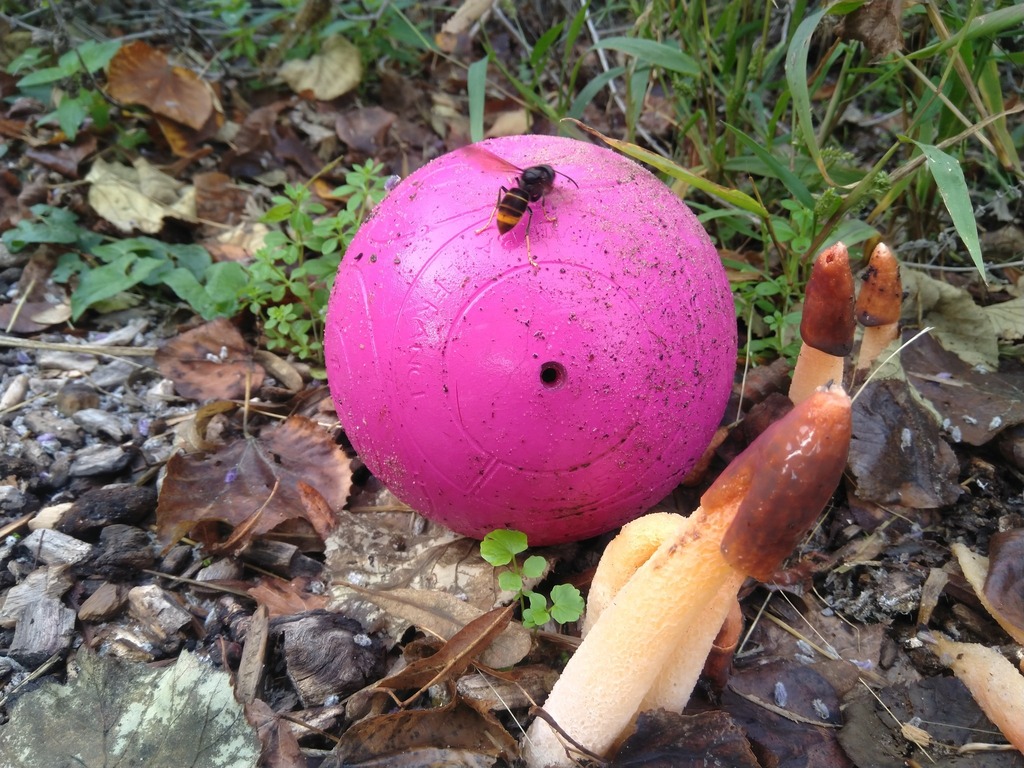 TRAILBALL tweet media