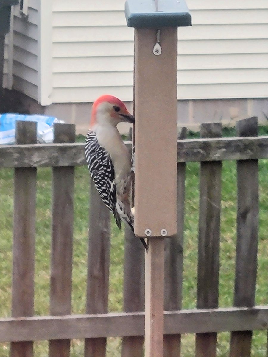 sagerbasket's tweet photo. This morning I've seen: Red Bellied Woodpecker (pictured), Bluejay, Carolina Wren, Black-capped Chickadee, Downy Woodpecker, Cardinal, Goldfinch, and a Cowbird! #backyardbirder https://t.co/ul3LI90XPv