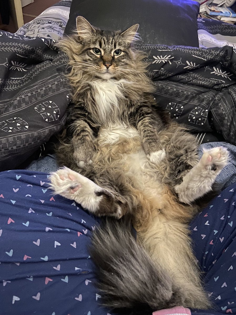 𝓢𝓪𝓲𝓵𝓸𝓻 𝓥𝓲 😻 ϟ ⚯͛ △⃒⃘ tweet media