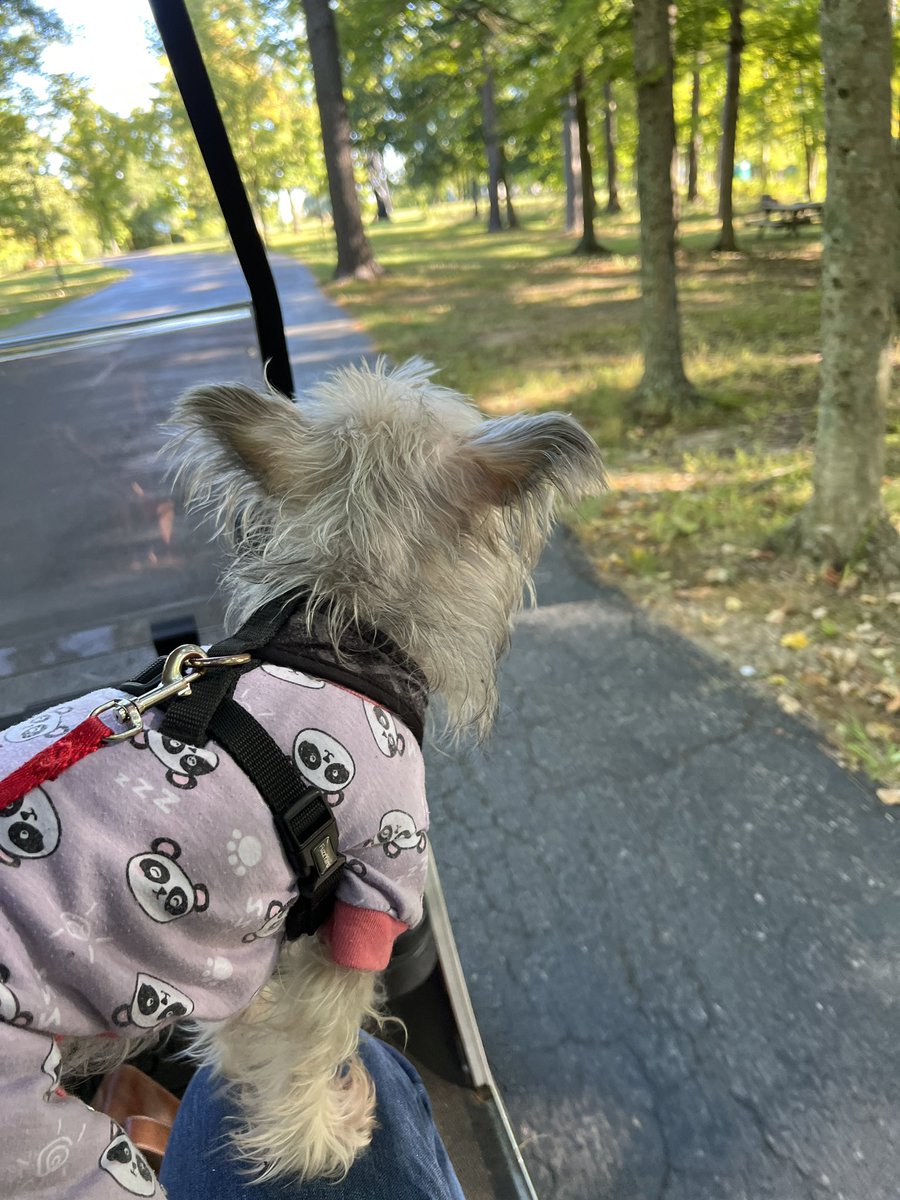 AdeinaAnderson's tweet photo. Have you ever explored an outside museum? We had a chance to check out @pyramidhillpark in Butler County, OH while riding around in a golf cart. Beautiful sculptures, fun times, and it’s pet friendly. #BCinspired #butlercountyoh #explore #museum #PetFriendly https://t.co/PvcypIVWcs