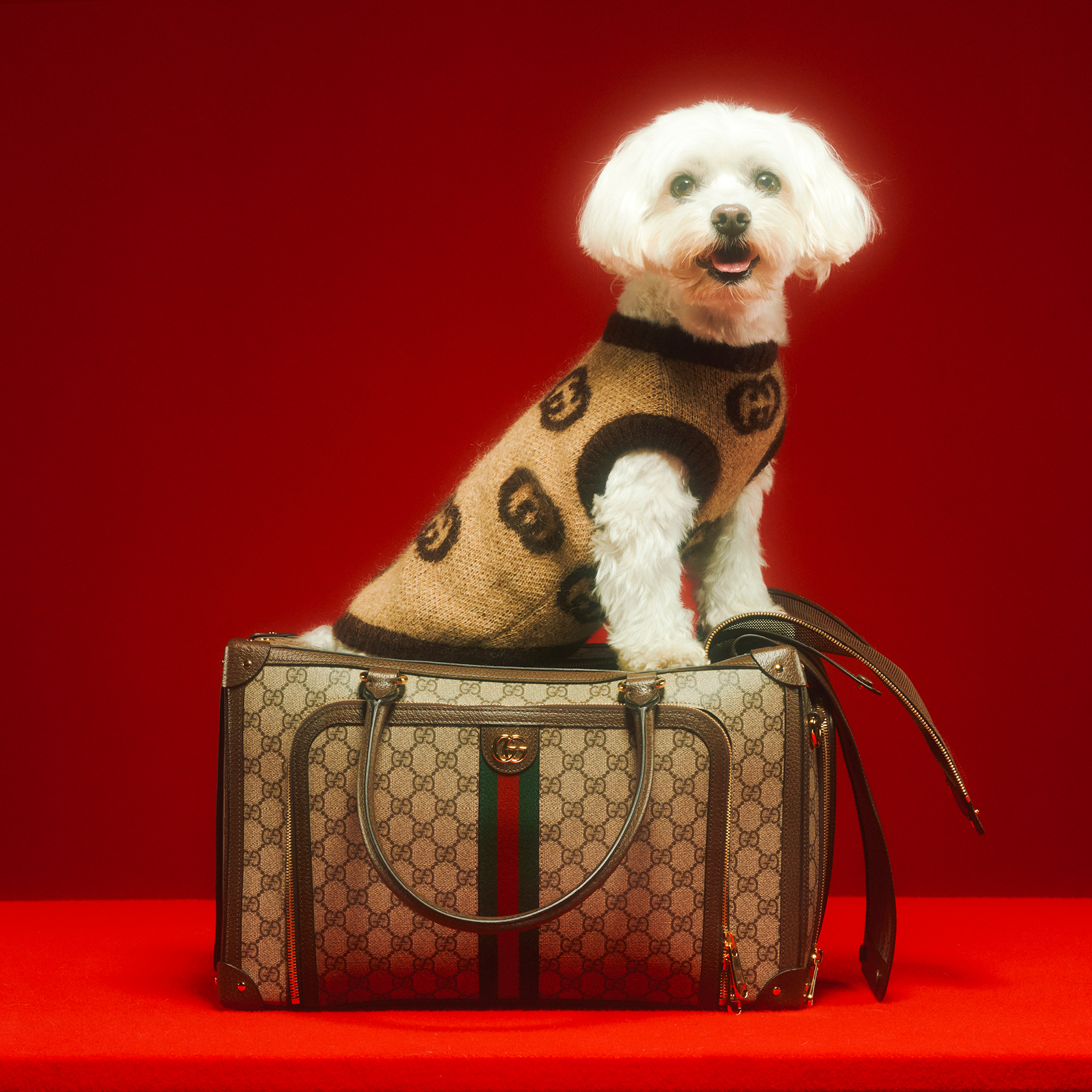 gucci on X: The Gucci Pet Collection continues the narrative of