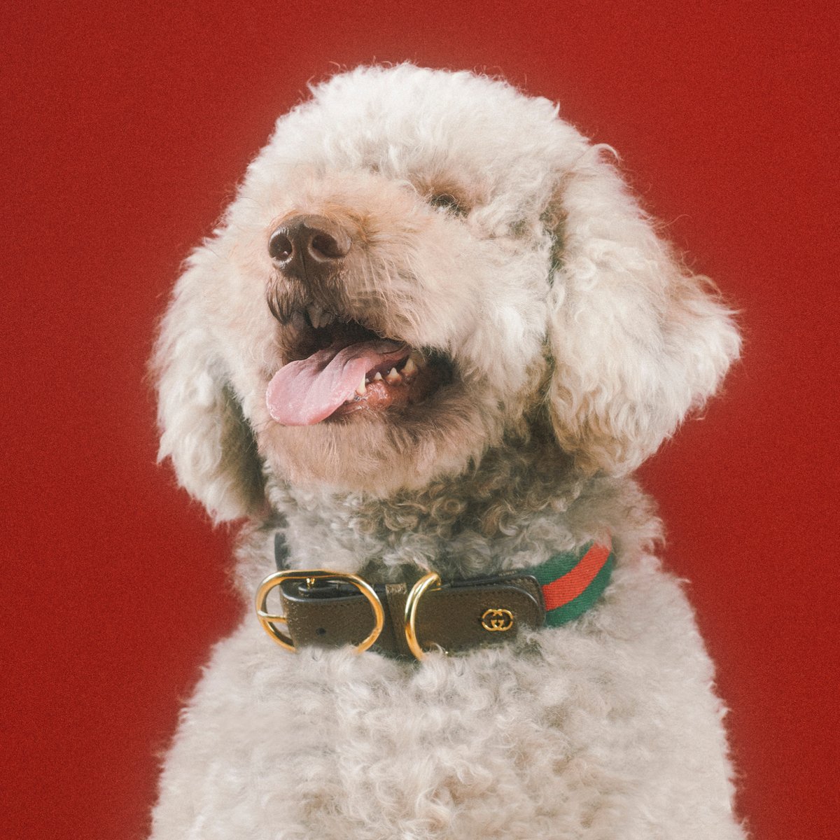 The Gucci Pet Collection continues the narrative of surprise and