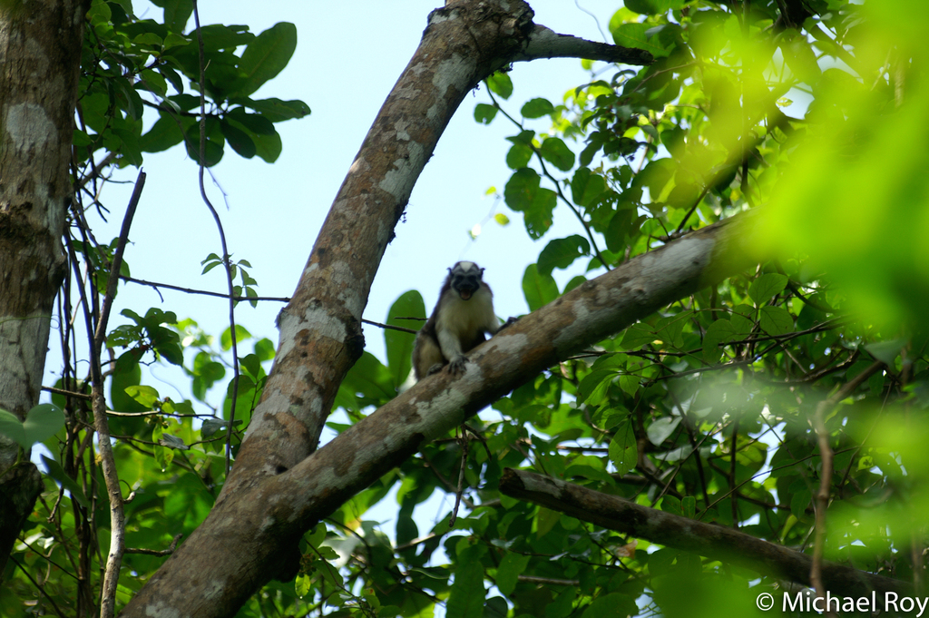 CocoboloNature's tweet photo. Geoffroy's Tamarins, can be easily mistaken for a flock of birds as they pass through the trees surrounding camp at Cocobolo field station. Their calls are a series of high pitched chirrups, squeaks and whistles. We love being watched whilst we work by these little guy's. 
#wildl https://t.co/Bi7dYlQmEm