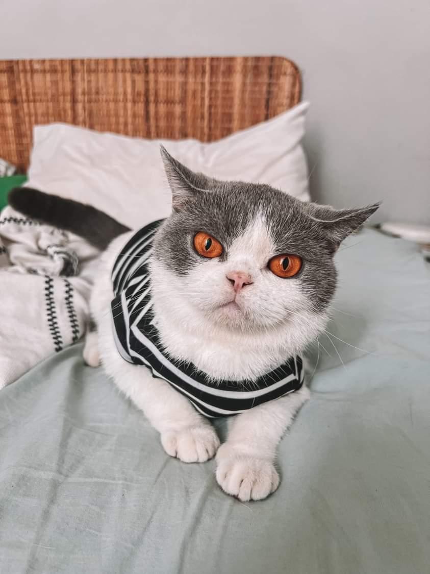 tamagraph's tweet photo. @HmnsId Bisa sama Akemi of @kattahuscat (IG accountnya). Udah proven untuk commercial shoot di iklan cat tembok 😅 https://t.co/aLJWInaLgY