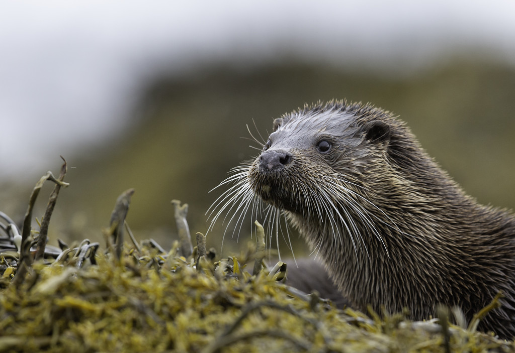 ☕️ It’s that time folks, get the kettle on and your spot on the sofa! 😍 We will be back on your screens at 8pm on @BBCTwo with another episode of Autumnwatch! 🍄🍂🎉 See you all in half an hour! 🤩 🧡 #Autumnwatch 📸 Mark Dunhill