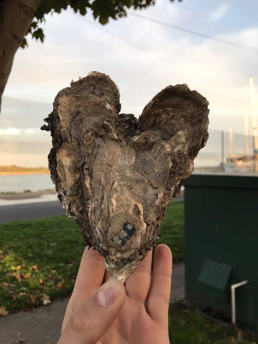 C. gigas 8ZZ showing us some love 🤎 It made itself feel at home in Poole, you could say it became part of the furniture! As the shell grew around the subtidal culture system it created two protrusions and this lovely heart shape
<a href="/ProjectRaNTrans/">Project RaNTrans</a> 
#aquaculture
#oyster