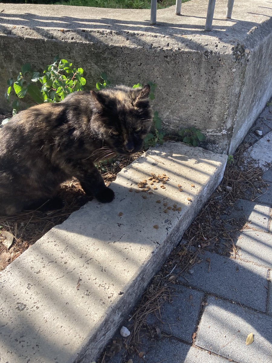 davidsupercat's tweet photo. Cats of Ostia #catmagnet https://t.co/saedzauU6G