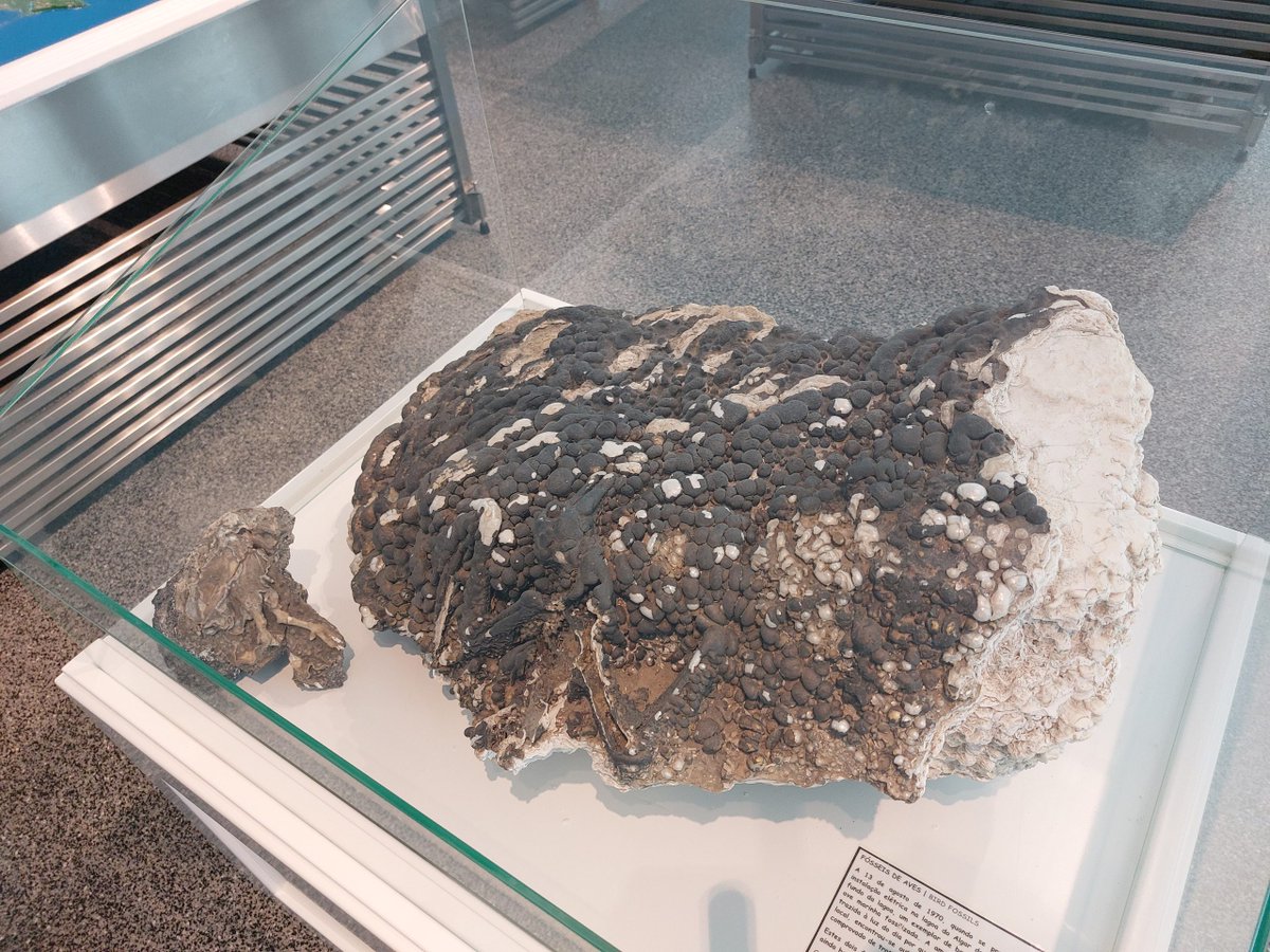 EfgInfo's tweet image. 📣New in the #EFGeoBlog: &quot;Terceira: A Geological Marvel in the middle of the Atlantic&quot;  
The #Azores is a unique group of islands filled with a number of geological curiosities. Learn more about #AlgardoCarvão &amp;amp; the Volcanospeleologic Museum on #Terceira: bit.ly/3T4fAdj