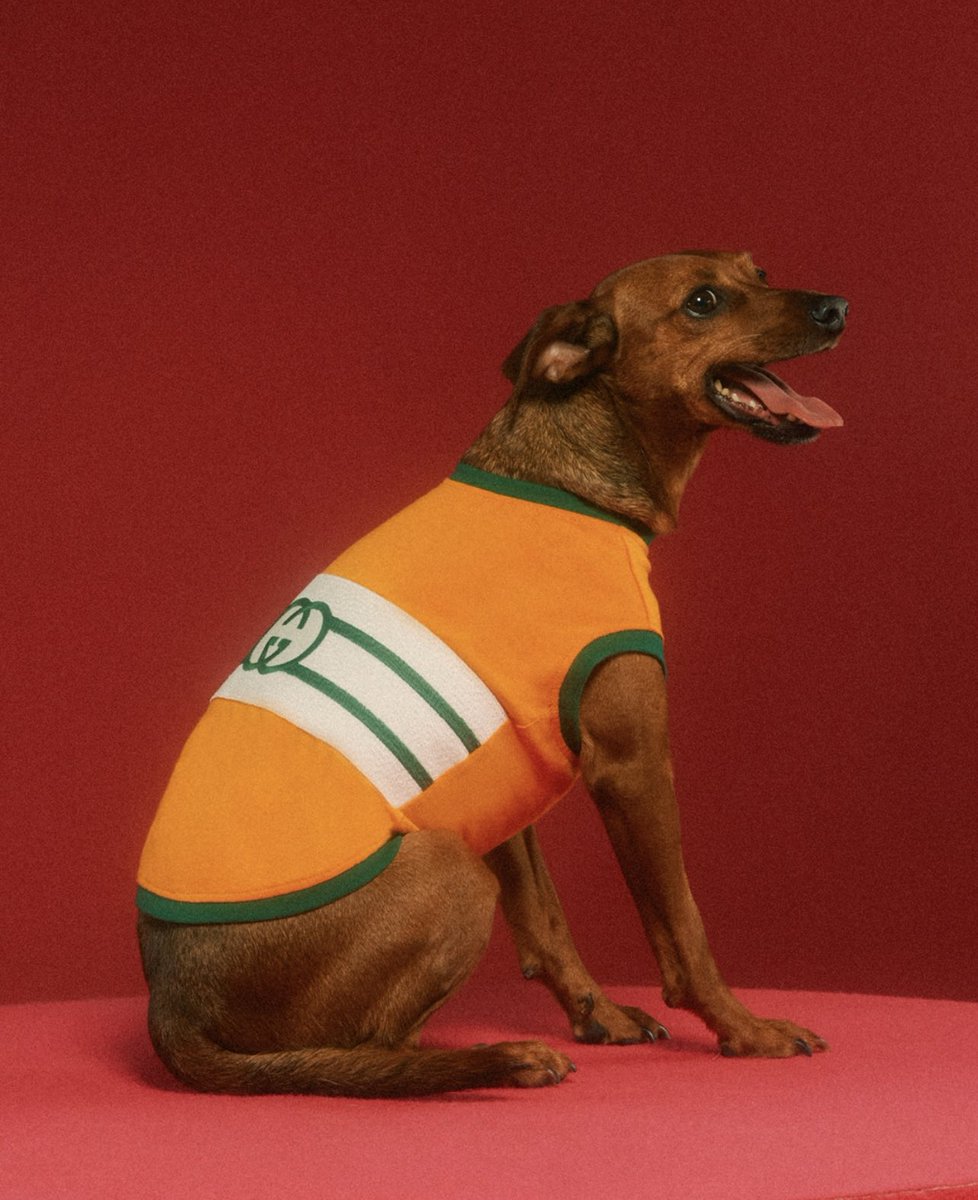 StreetFashion01's tweet photo. Gucci release a Pet Collection for FW22!🖤 https://t.co/qDdNE79RyZ