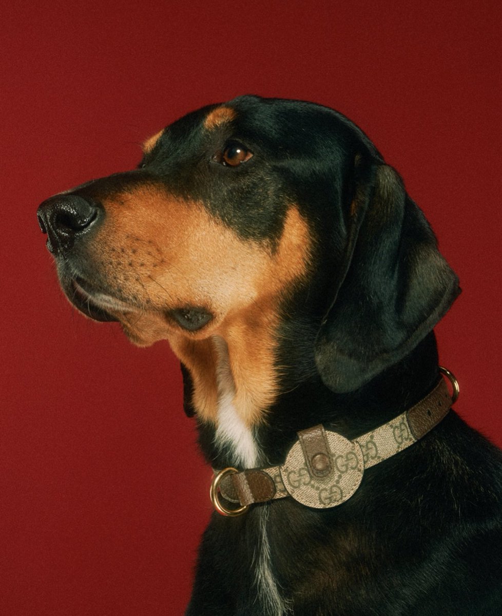 StreetFashion01's tweet photo. Gucci release a Pet Collection for FW22!🖤 https://t.co/qDdNE79RyZ
