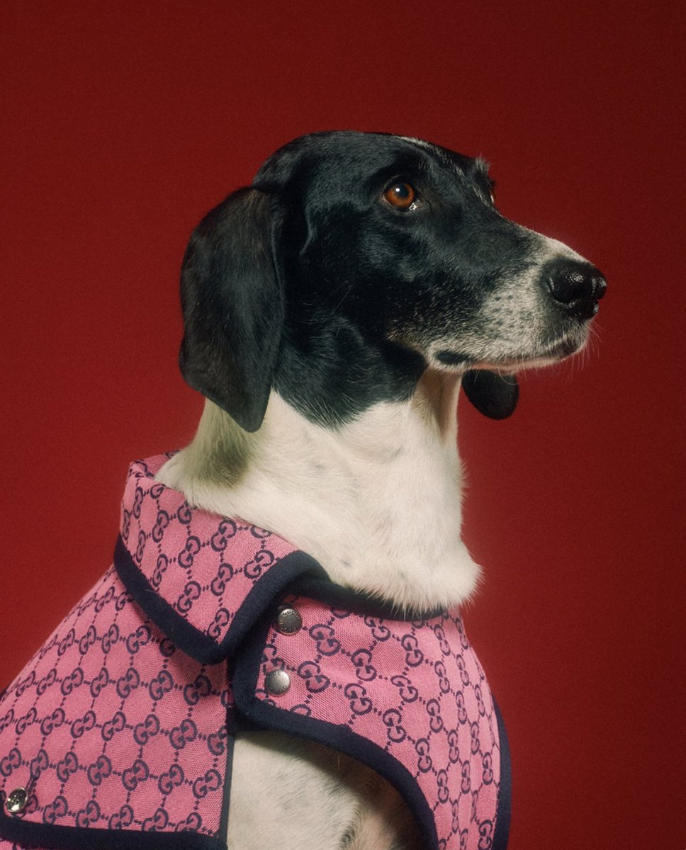 StreetFashion01's tweet photo. Gucci release a Pet Collection for FW22!🖤 https://t.co/qDdNE79RyZ