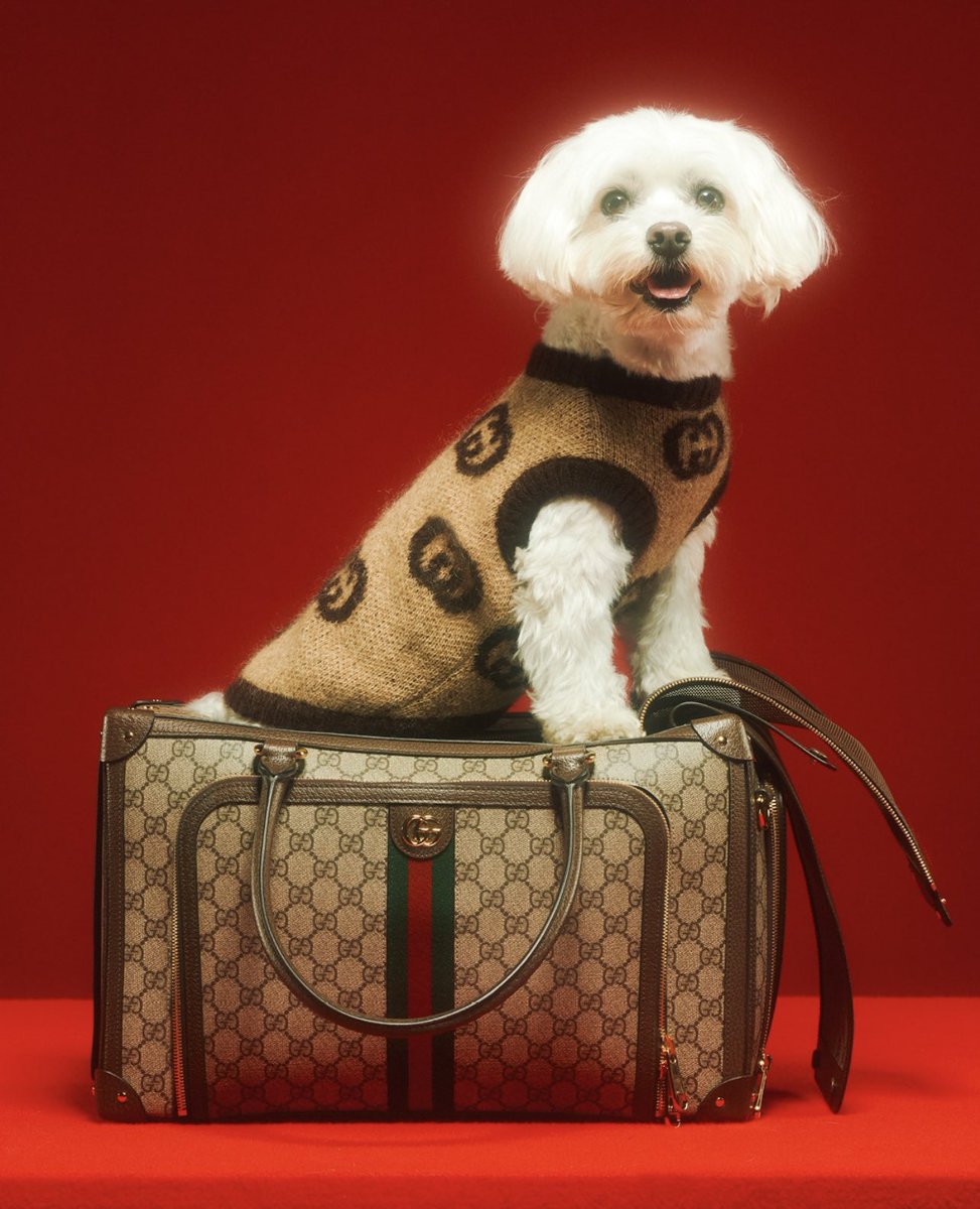 StreetFashion01's tweet photo. Gucci release a Pet Collection for FW22!🖤 https://t.co/qDdNE79RyZ