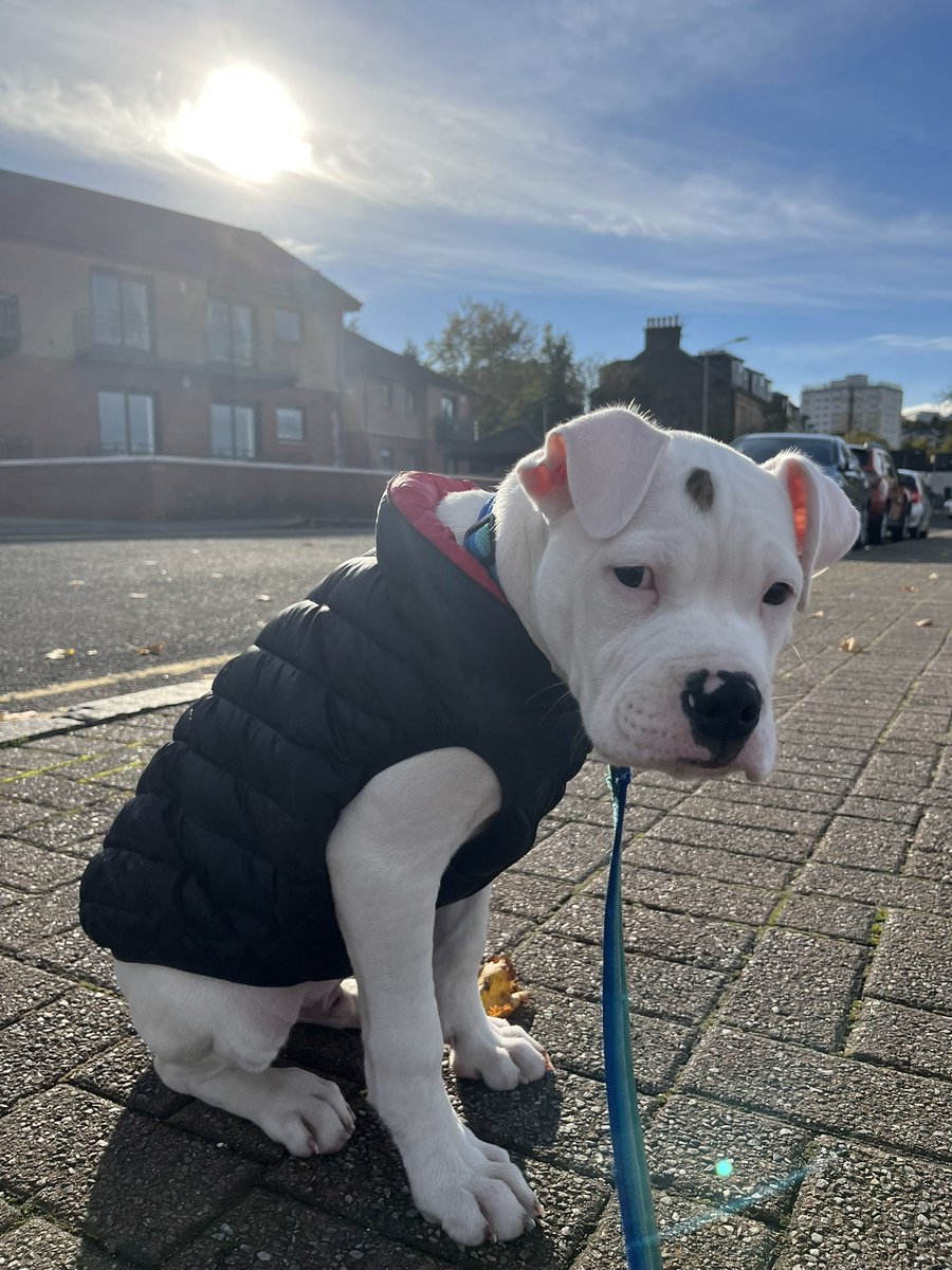 monsteroo7's tweet photo. Dudeeeeee stop growing!
#puppy #americanbulldog #DogsofTwittter #14weeksold https://t.co/yUOntvG514