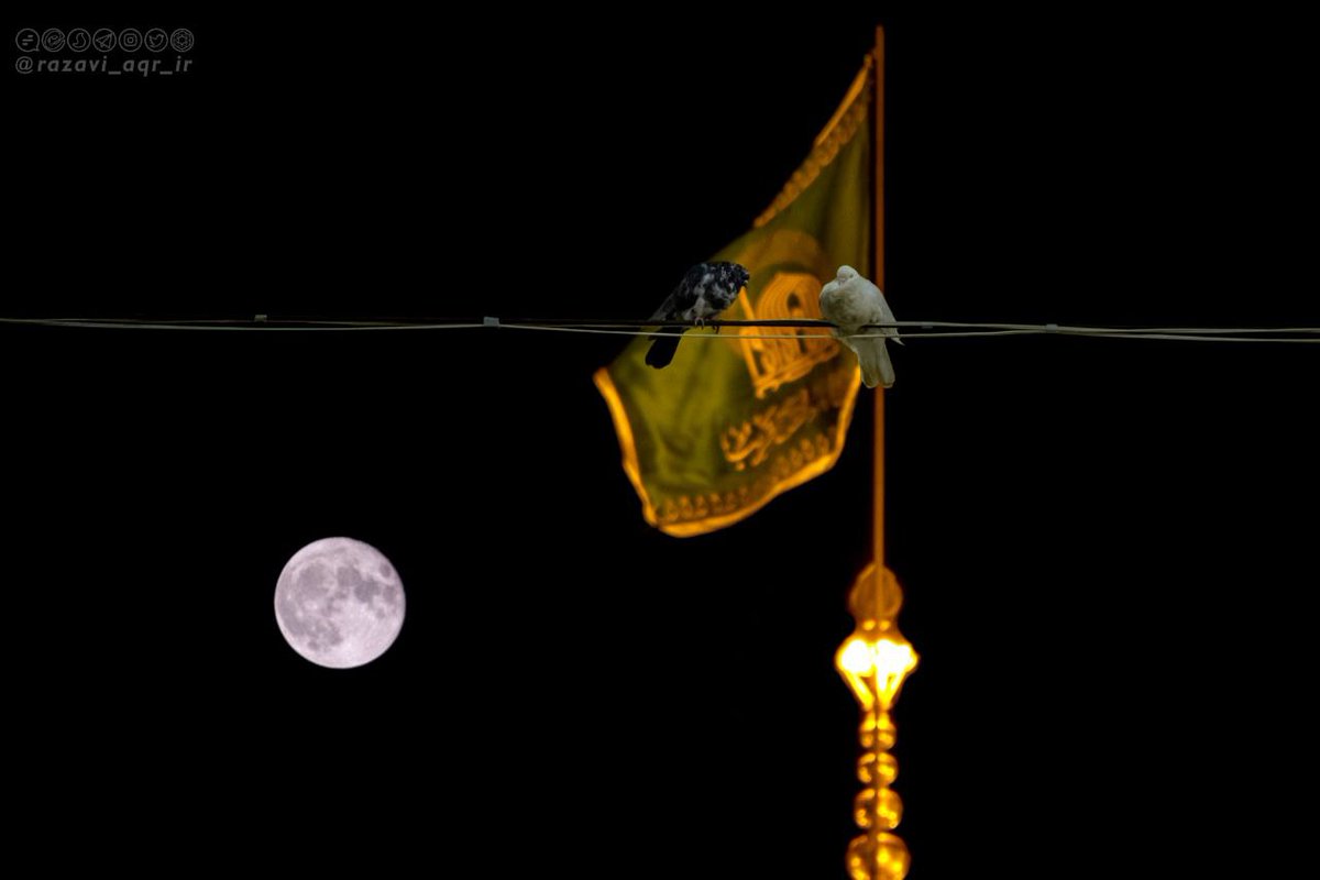 bushehr_razavi's tweet photo. من كیستم؟ کبوتر بی‌آشیانه‌ات
محتاج دست‌های تو و آب و دانه‌ات

#چهارشنبه_های_امام_رضایی 
#چهارشنبه_امام_رضایی https://t.co/tZwjQim9tL
