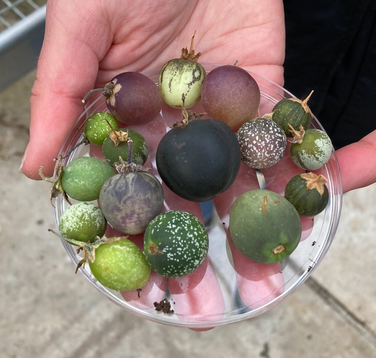 Today CHAP's innovation team visited <a href="/JamesHuttonInst/">James Hutton Institute</a> and saw the Commonwealth Potato Collection! 

Fascinating to see the diversity in wild and cultivated potato species! 🥔 So many shapes, sizes and colours of potato tubers and berries! 

<a href="/CHAPAgriTech/">Crop Health & Protection - CHAP</a>
<a href="/JamesHuttonLtd/">The James Hutton Institute Scientific Services</a> 
#potato
