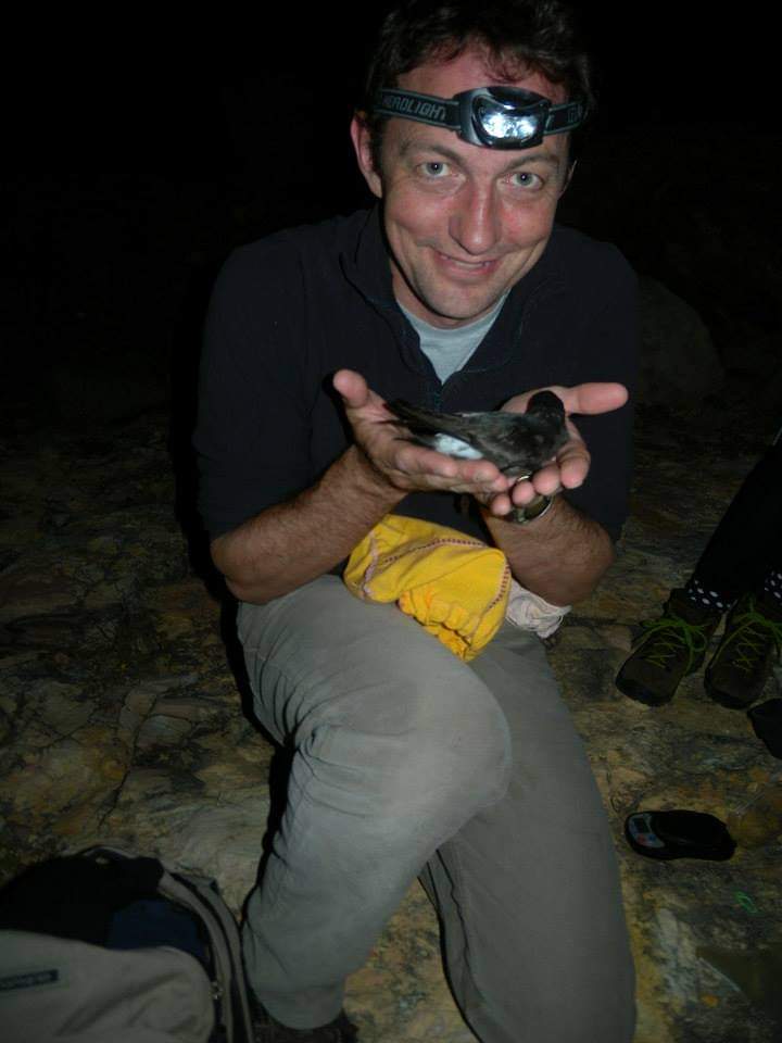 Who doesn’t love a Stormie? Find out more about ‘Storm Petrels – After Dark’ with @RobThomas14 from @cardiffuni. Just one of many fascinating talks at our annual conference held at Aberystwyth on Saturday, 5 Nov. For more info and to book you place: birdsin.wales/conference/