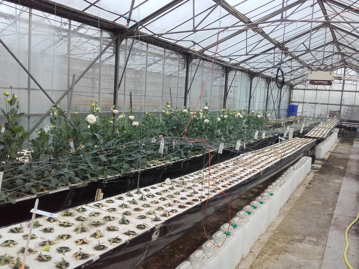 Fin de production pour les lisianthus hors sol (aeroponie et bac) à #ASTREDHOR Méditerranée, et encore un bilan positif 😊.
Pour plus d'informations rejoignez nous.