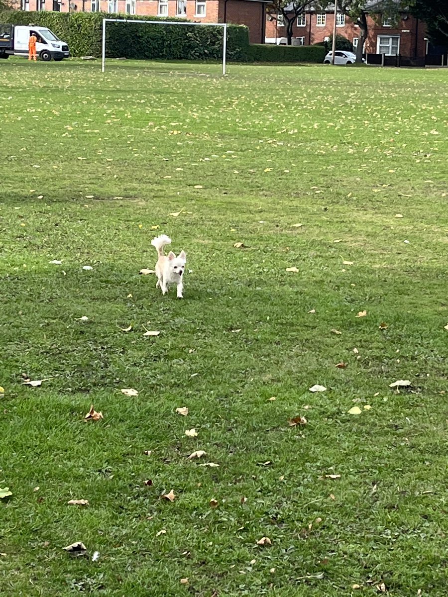 rdj_93's tweet photo. @wrexham small white dog with no collar/tags on the spider park. Seems friendly but no owner in sight https://t.co/1kBha0hnMW