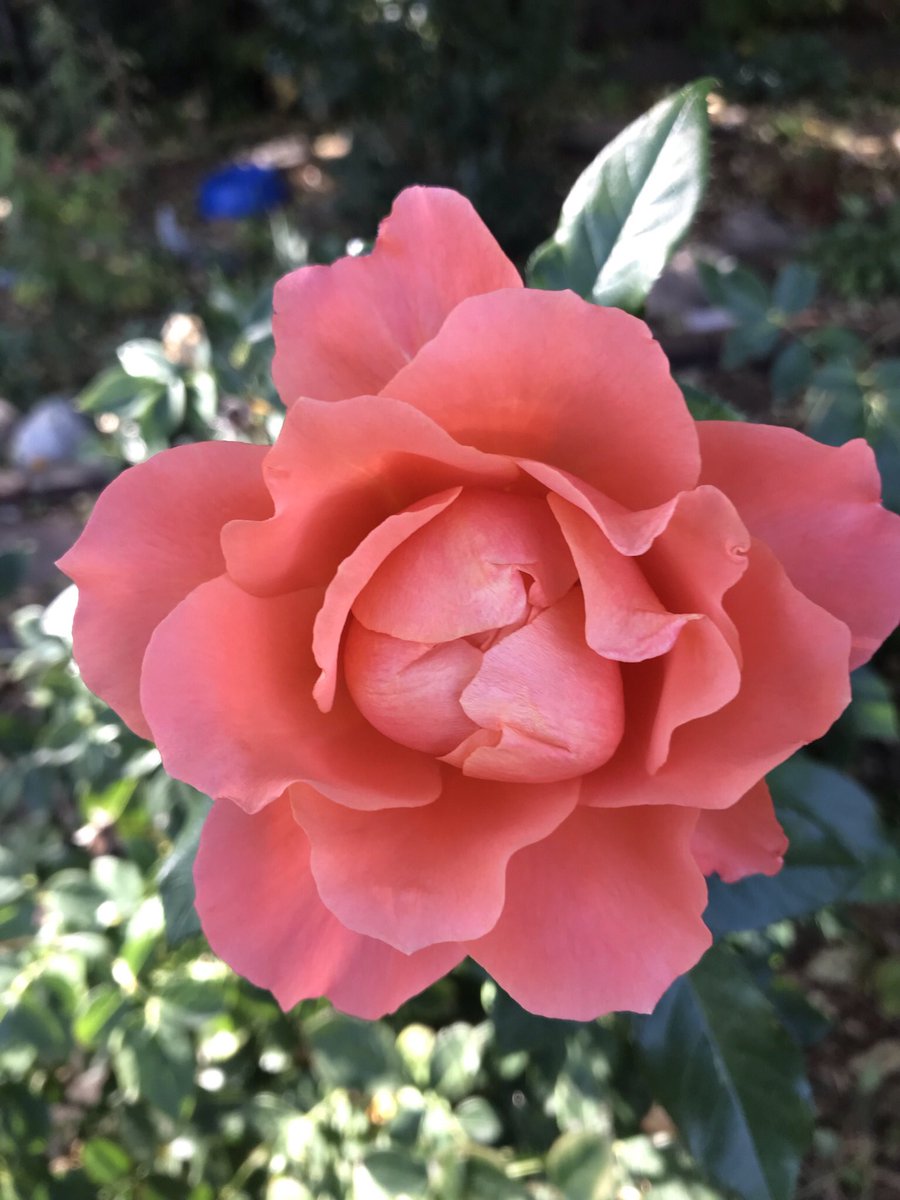 My darling rose. I loved her so much I planted another in the front yard. #RoseWednesday #rosewednesday #roses #growingroses #nebraskanice #GardeningTwitter