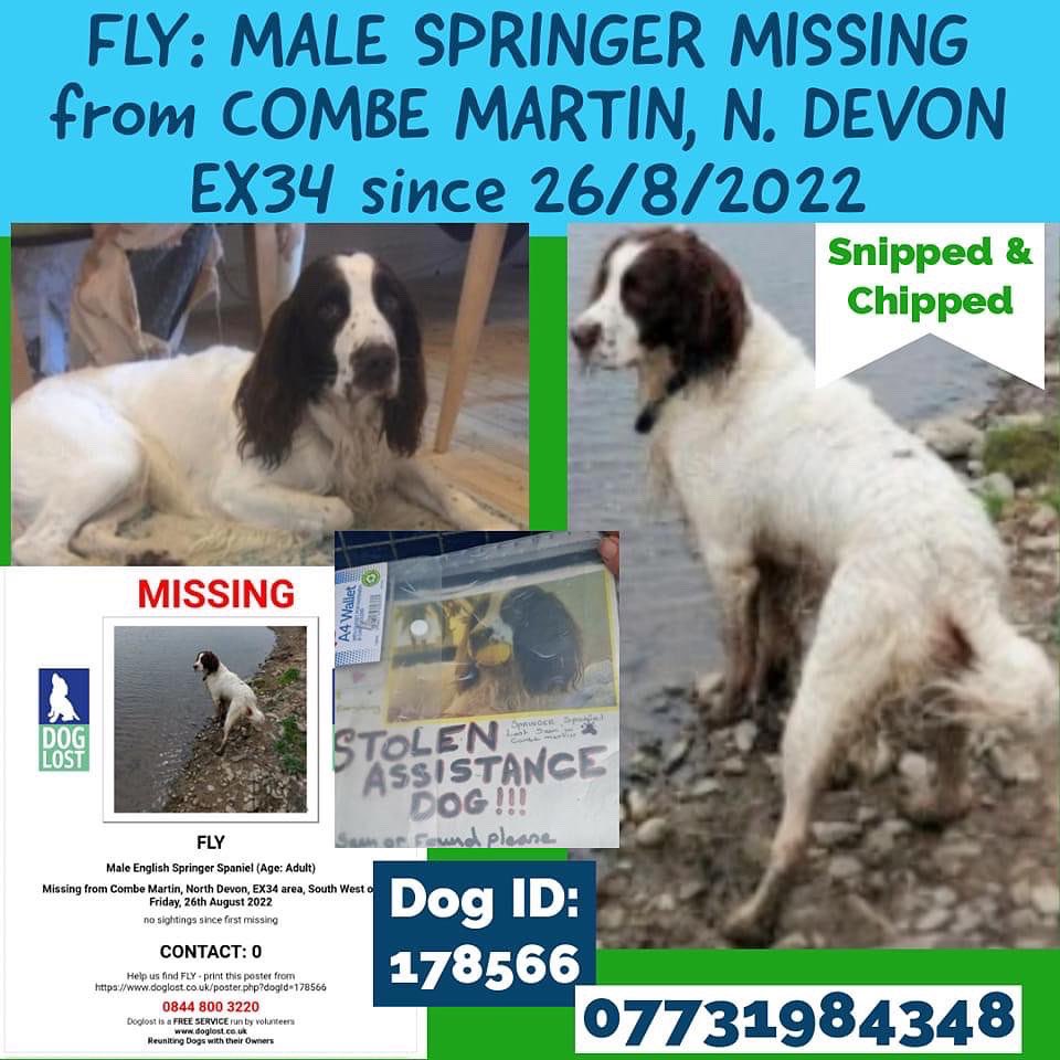 rosieDoc2's tweet photo. #SpanielHour
Another lost #spaniel in #DEVON area #CoombeMartin #EX34 26/8/22
CHIPPED&NEUTERED
Adult #SpringerSpaniel
https://t.co/RKtKnbojLA
@NorthDevonNews @northdevonnow @JacquiSaid @thedogfinder @joannew0112 @juliagarland73 @bs2510 @gelert01 @BlueFrenchie1 @HunnyJax https://t.co/ylTFvLPzCX