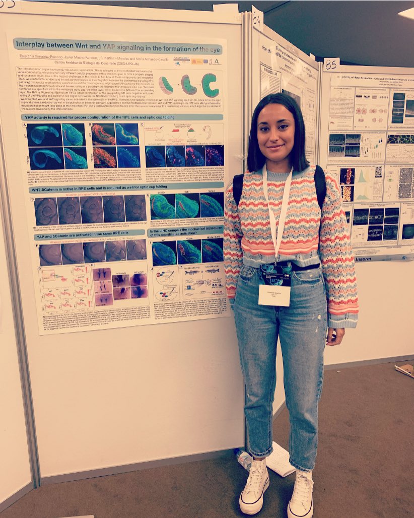 Estefaniasr93's tweet photo. Very happy to present my work at #ISDB2021 about Wnt and YAP interaction in zebrafish eye development at @malmuedocas lab, @CABD_UPO_CSIC https://t.co/7yxT7PgJTF