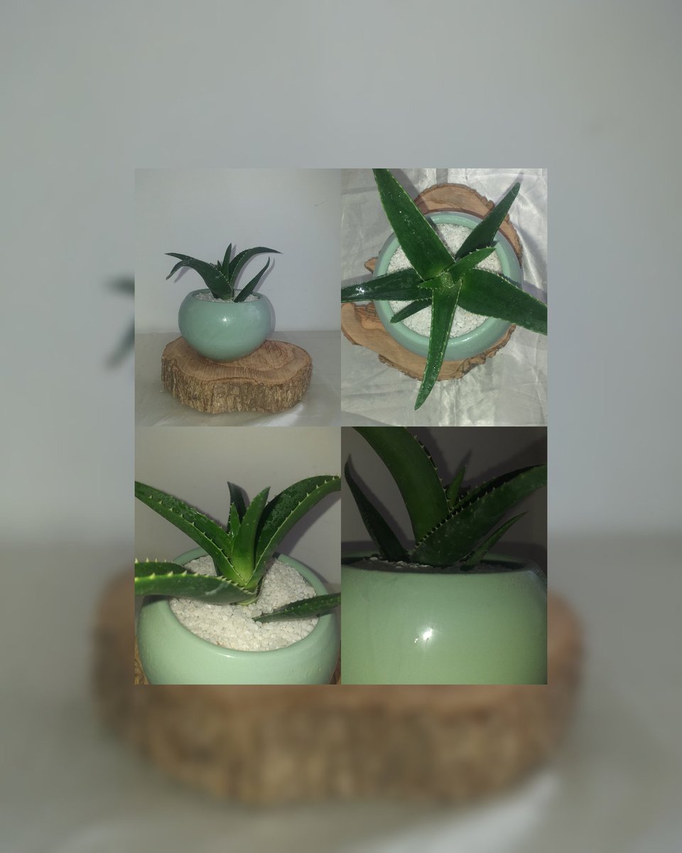 plantes chez pep tweet media