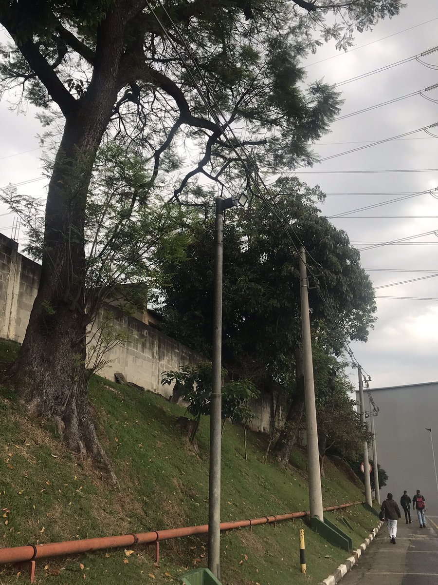 Foto do mato ond trabalho