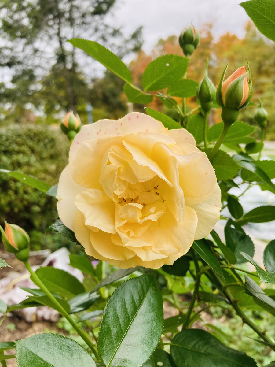 Marann H. Jones Flower Shop & Garden Design 💐 tweet media