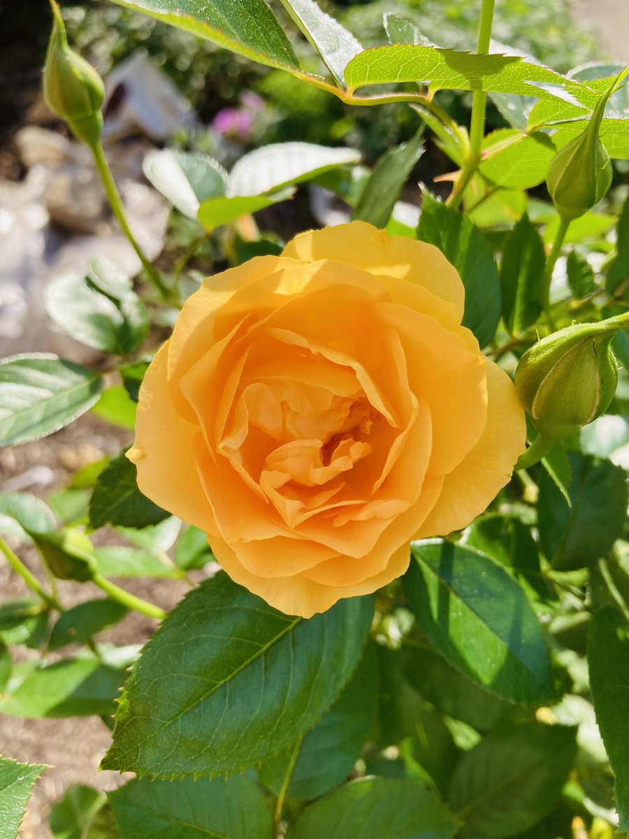 Marann H. Jones Flower Shop & Garden Design 💐 tweet media