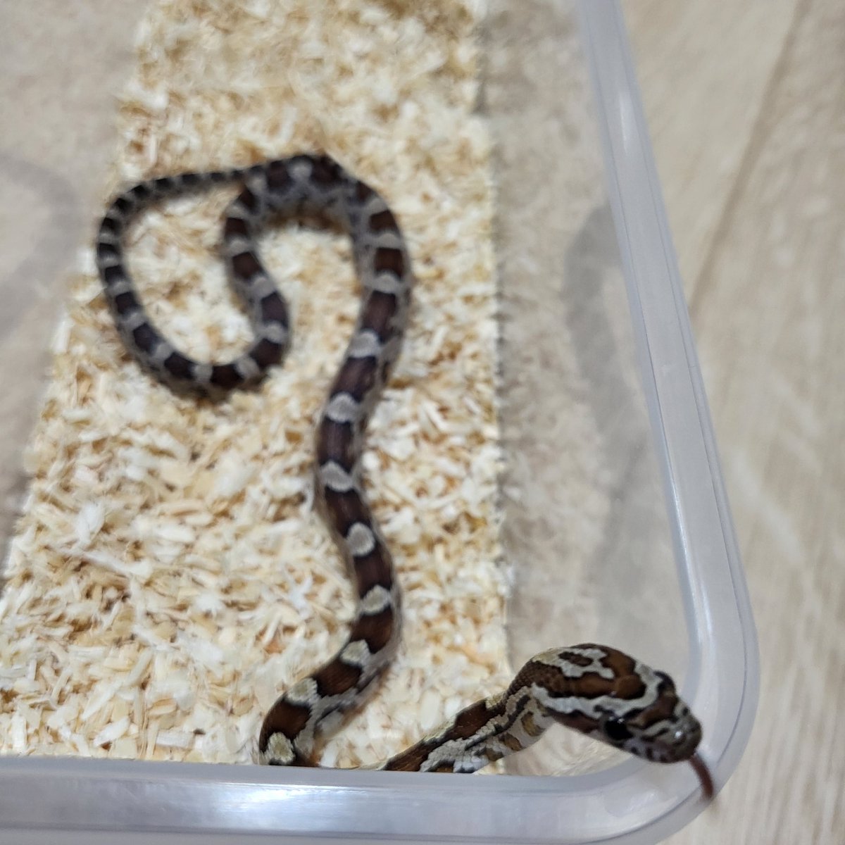 콘 베이비들 분양중입니다! 모두 밥 잘먹고 응가도 잘하는 튼튼뱀이에요. 
파사모 분양글에 올라가있으니 관심있으시면 확인부탁드립니다!
직접 오시면 엄빠뱀들도 확인가능합니다😄
m.cafe.naver.com/ca-fe/web/cafe…