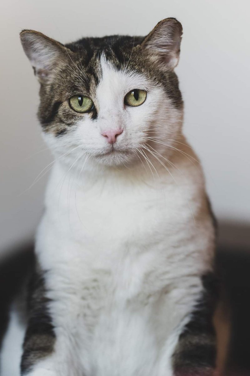 Association Owca tweet media