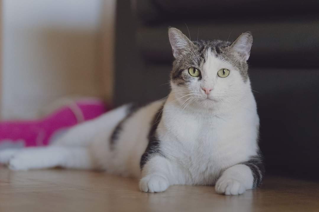 Association Owca tweet media