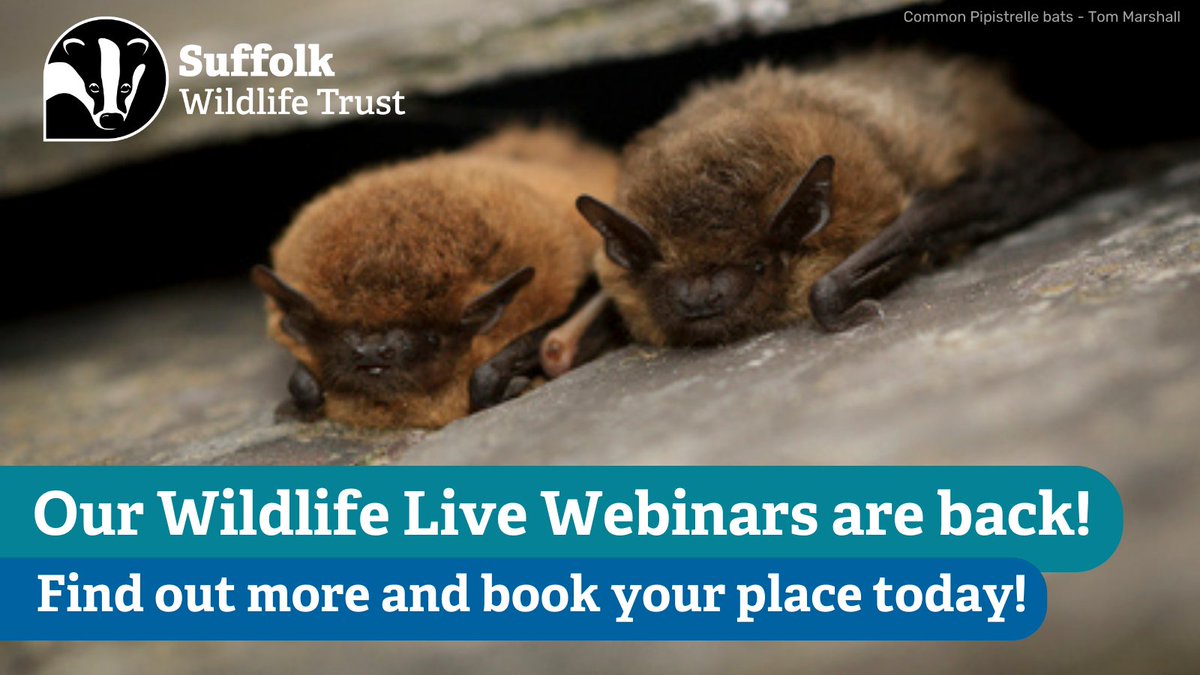 We’re delighted to launch our 2022 Autumn/Winter programme of Wildlife Live Webinars in November. We’ll be covering Bats of Suffolk; Wildlife Ponds; Planting for Pollinators, Slugs, Waders, Butterflies and more! Find out what's on and book here: suffolkwildlifetrust.org/wildlife-live-…