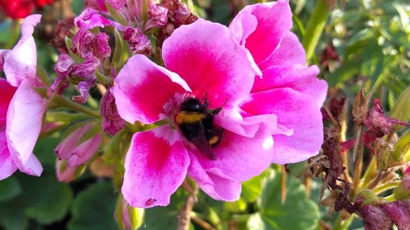 🐝New #bumblebee #SensoryEcology paper out today in #AnimalBehaviour!🐝
sciencedirect.com/science/articl…
How do bumblebees forage when light is declining before sunset?
A thread🧵 1/10