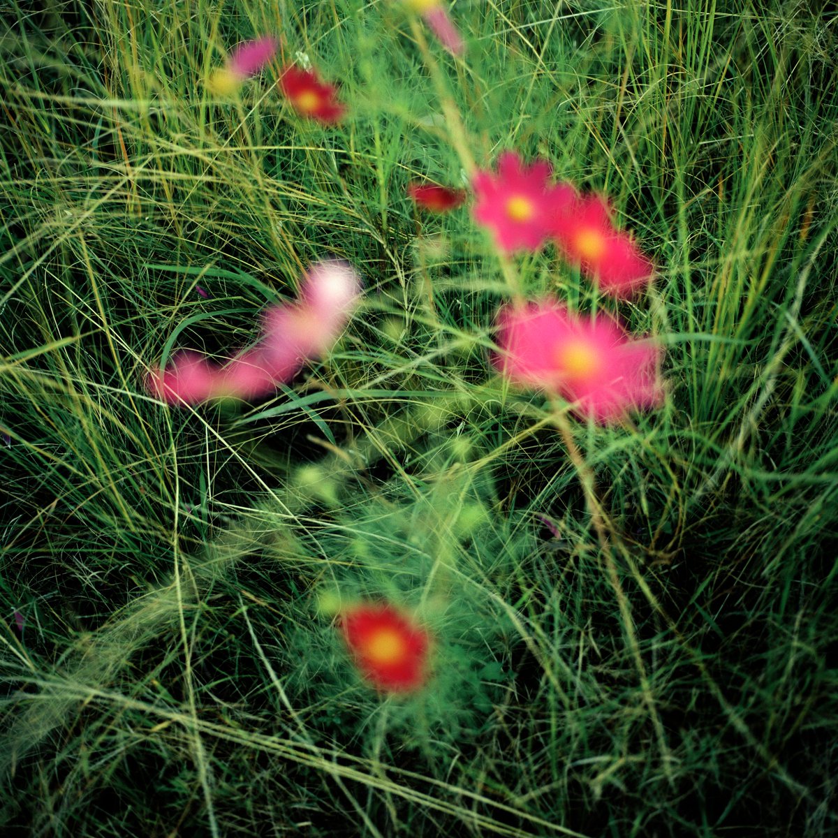 panospictures's tweet photo. #fromthearchive Growing Pains

HIV has swept through communities in South Africa, changing the shape of the family as mothers and fathers die from AIDS. 

Caption: Cosmos flowers in a meadow near Loskop, Drakensberg.

https://t.co/xVYXSzGam0

© @chrisdebode / panos pictures https://t.co/BQb0QTUw6u
