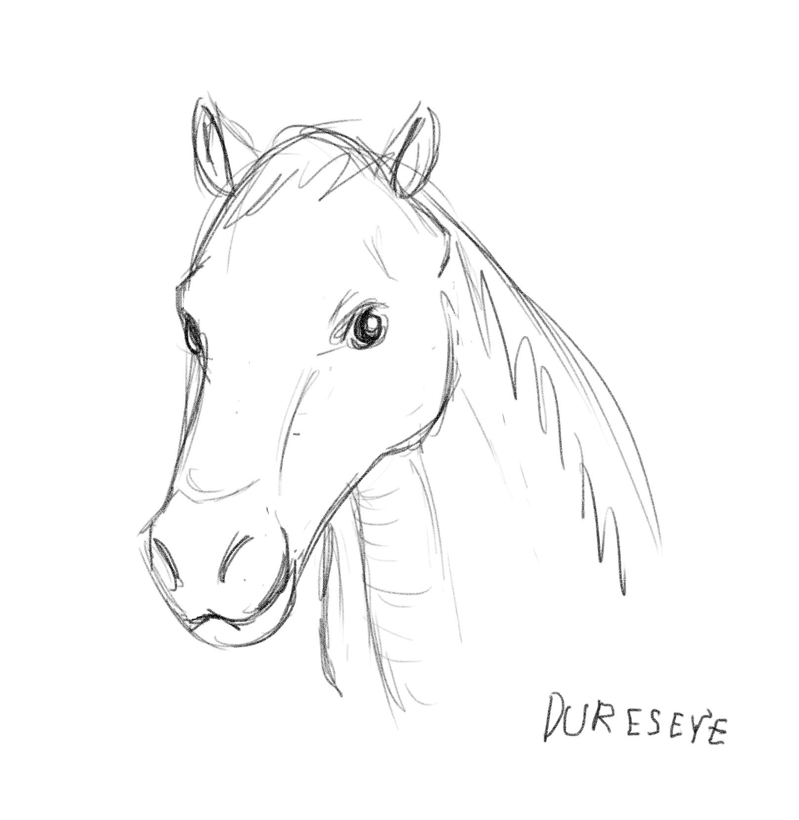 Horse portrait Pencil drawing Equine art Magnet for Sale by edrawings38   Redbubble