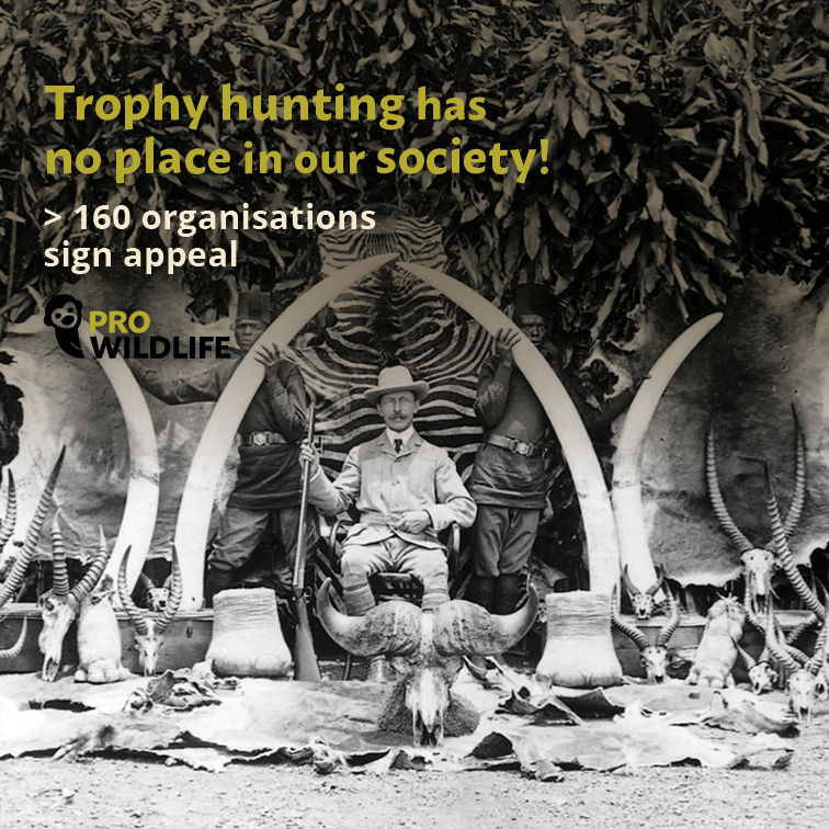 Pressure is on❗️ More than 160 NGOs signed our call against trophy hunting, including @PitTrackK9 and @blackmambasapu 💪Time to act‼️ ⌛️ @EU_Commission @EU_ENV @EUParl_EN  #BanTrophyHunting 🚫 #WorthMoreAlive✅

prowildlife.de/wp-content/upl…