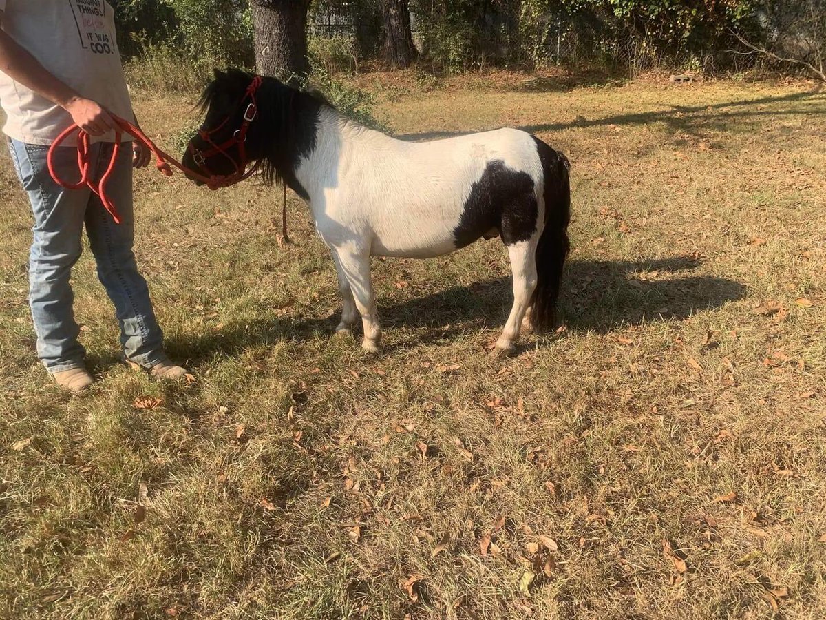 gr8danez3's tweet photo. Super gentle little man. Don is a stud &amp; shown all over at fairs. He needs a home by Call Tracy in Louisiana 817-495-8495 . 💙💙💙 https://t.co/AcBU6xrcQu