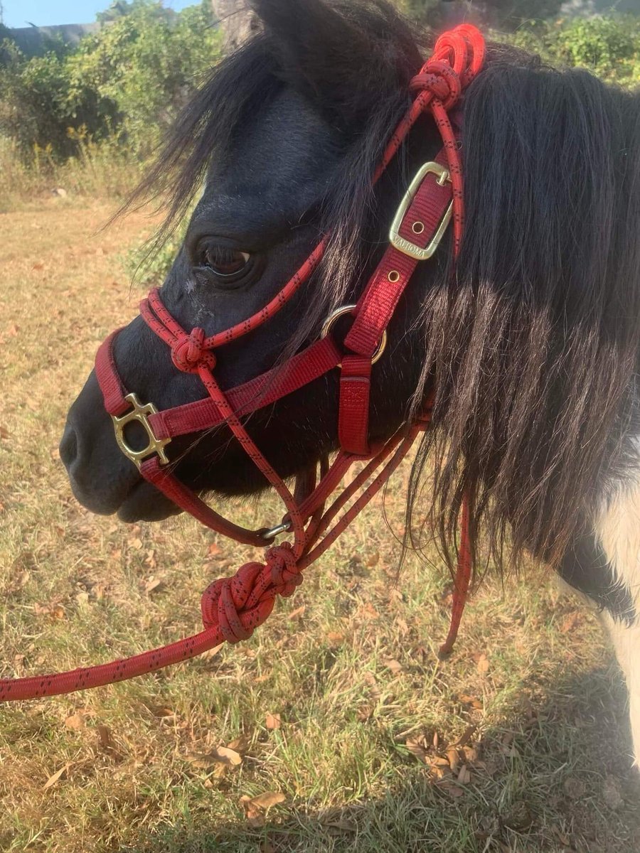 gr8danez3's tweet photo. Super gentle little man. Don is a stud &amp; shown all over at fairs. He needs a home by Call Tracy in Louisiana 817-495-8495 . 💙💙💙 https://t.co/AcBU6xrcQu